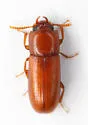 Slender-horned Flour Beetle - photo 3