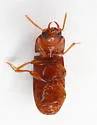 Slender-horned Flour Beetle - photo 4