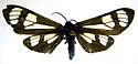 Gnophaela aequinoctialis - Hodges#8035