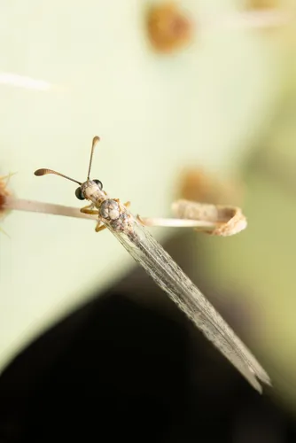Gnopholeon delicatulus