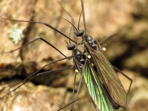 Gnophomyia tristissima - photo 2