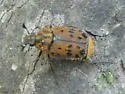 Gnorimella maculosa - Gnorimella maculosa