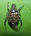 Gnorimella maculosa - photo 2