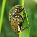Gnorimella maculosa - photo 3