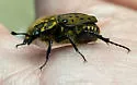 Gnorimella maculosa - photo 4