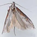 Gnorimoschema alaricella - Hodges#1968 - photo 2