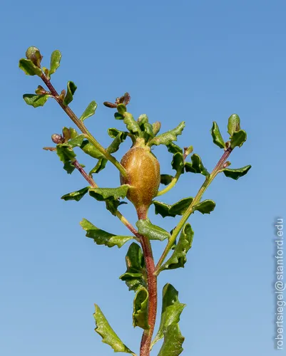 Coyote Brush Stem Gall Moth - photo 4