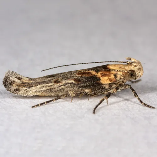 Coyote Brush Stem Gall Moth - photo 5