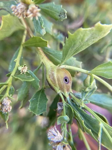 Coyote Brush Stem Gall Moth - photo 6