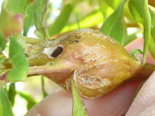 Coyote Brush Stem Gall Moth - photo 7