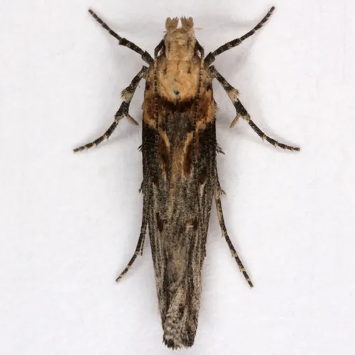 Coyote Brush Stem Gall Moth - photo 8