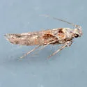 Gnorimoschema baccariselloides - Hodges#1971.4