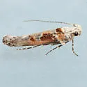 Gnorimoschema baccariselloides - Hodges#1971.4 - photo 2