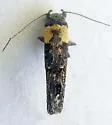 Gnorimoschema coquillettella - Hodges#1979 - photo 3