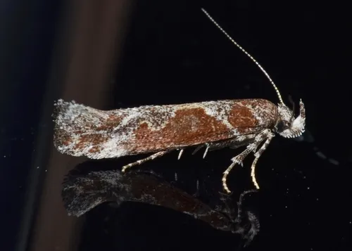 Goldenrod Elliptical-Gall Moth - photo 2