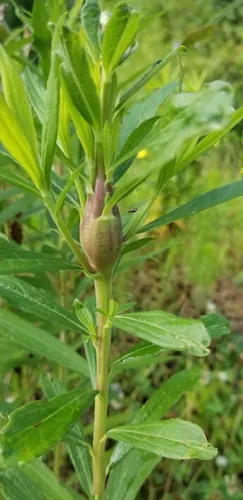 Goldenrod Elliptical-Gall Moth - photo 3