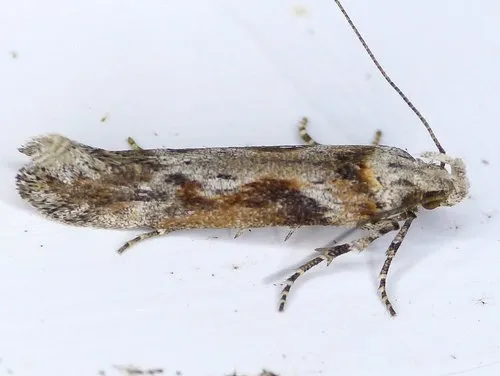 Goldenrod Elliptical-Gall Moth - photo 4