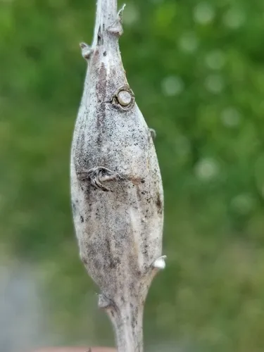 Goldenrod Elliptical-Gall Moth - photo 5
