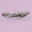 Gnorimoschema nr-septentrionella-one