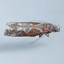 Gnorimoschema nr-septentrionella-two