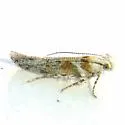 Gnorimoschema octomaculella - Hodges#1995 - Gnorimoschema octomaculella