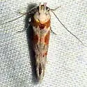 Gnorimoschema octomaculella - Hodges#1995 - photo 4