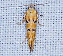 Gnorimoschema paternale - Hodges#1995.2 - photo 3