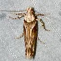 Gnorimoschema salinaris - Hodges#1997 - photo 2