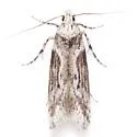 Gnorimoschema salinaris - Hodges#1997 - photo 3