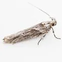 Gnorimoschema salinaris - Hodges#1997 - photo 4