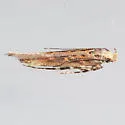 Gnorimoschema saphirinella - Hodges#1998 - photo 3