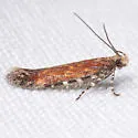 Gnorimoschema saphirinella - Hodges#1998 - photo 5