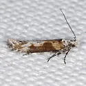 Gnorimoschema septentrionella - Hodges#2000