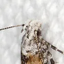 Gnorimoschema septentrionella - Hodges#2000 - photo 2