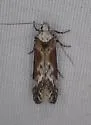 Gnorimoschema septentrionella - Hodges#2000 - photo 3