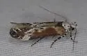 Gnorimoschema septentrionella - Hodges#2000 - photo 4