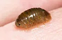 Gnorimosphaeroma noblei