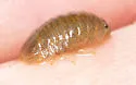Gnorimosphaeroma noblei - photo 2