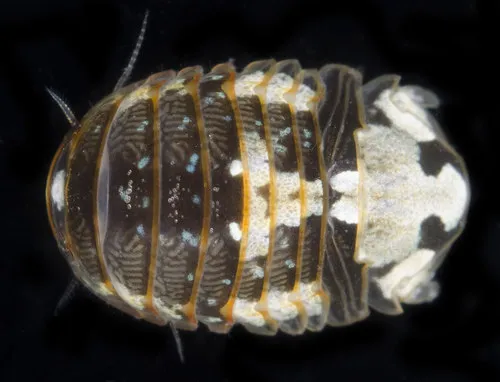 Gnorimosphaeroma oregonense