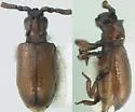 Gnostus floridanus