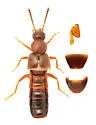 Gnypeta brevicornis