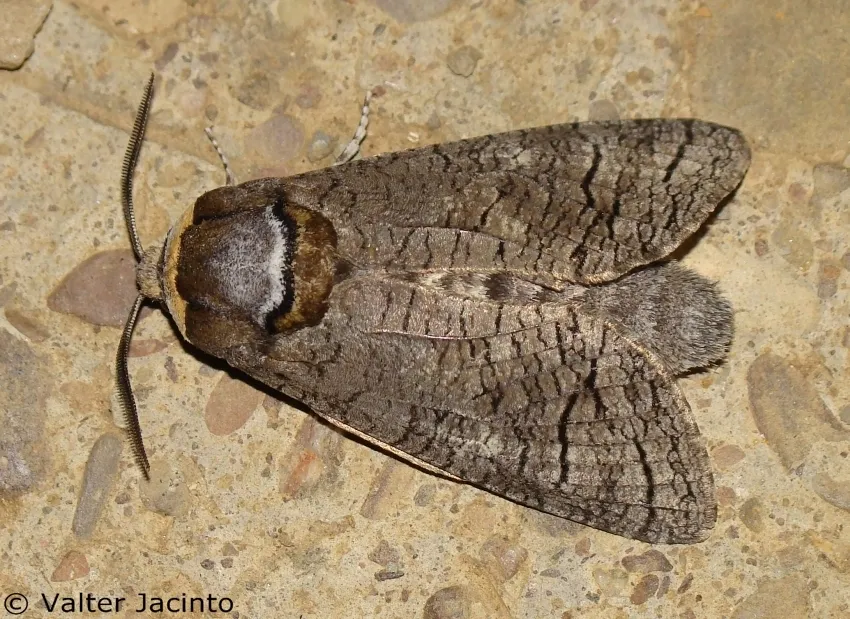 Goat Moth - photo 2