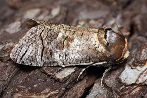 Goat Moth - photo 5