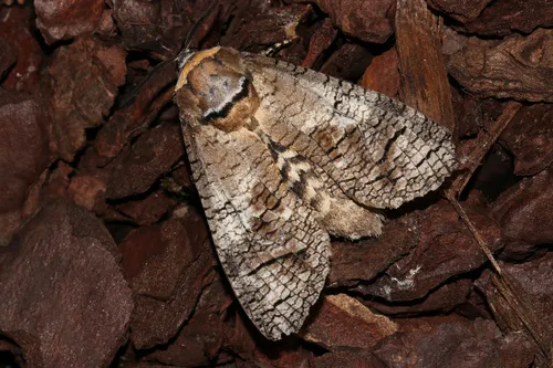 Goat Moth - photo 6