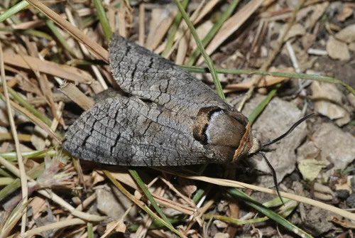 Goat Moth - photo 7