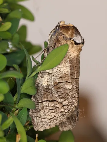 Goat Moth - photo 8