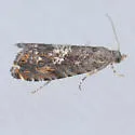 Goditha bumeliana - Hodges#3400 - Goditha bumeliana