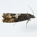 Goditha bumeliana - Hodges#3400 - photo 2