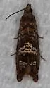 Goditha bumeliana - Hodges#3400 - photo 3