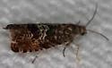 Goditha bumeliana - Hodges#3400 - photo 4